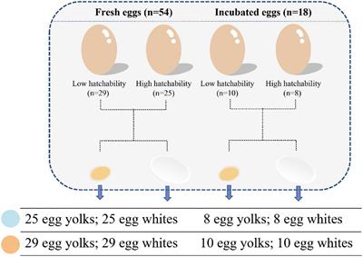 Microbial composition of egg component and its association with hatchability of laying hens